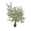 Kunstgewächs Olivenbaum