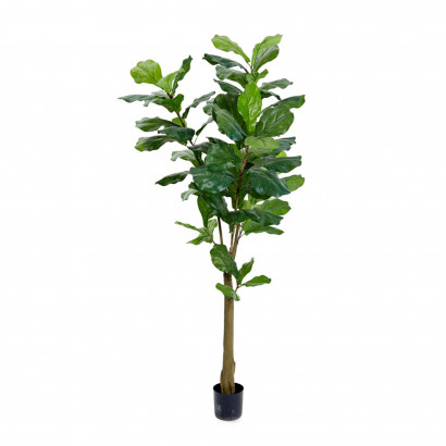 Kunst plante Violinfigen