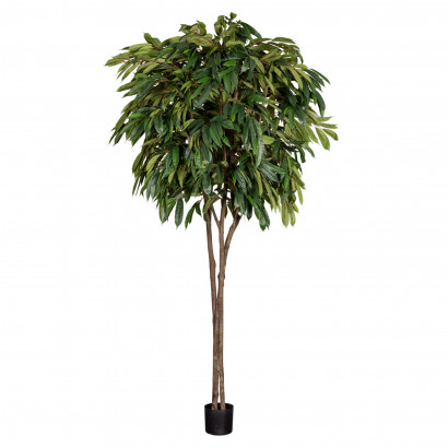 Tekokasvi - Longifolia puu